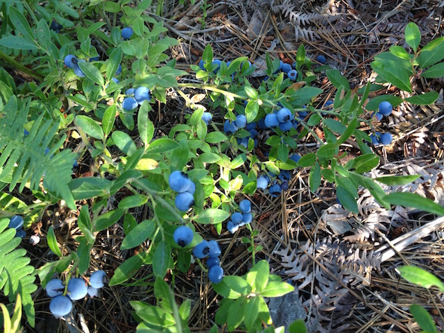 blueberries